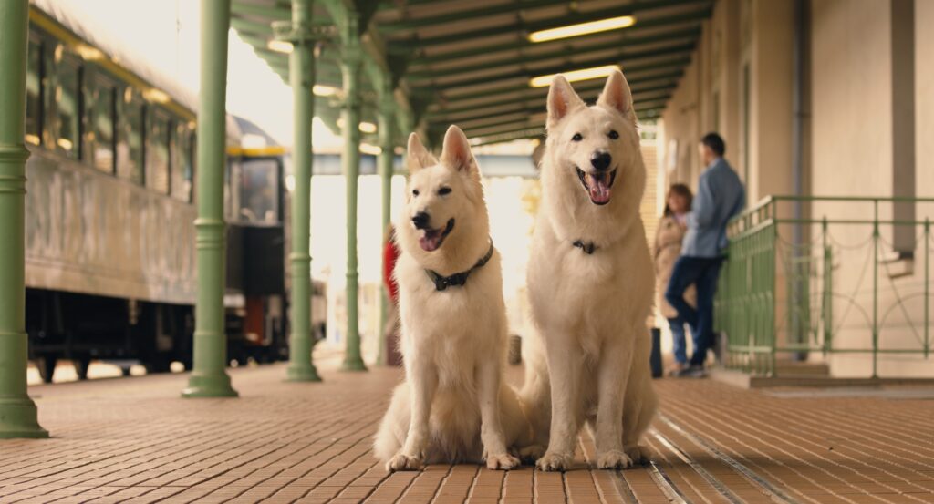 O psie, który jeździł koleją 2 – w kinach!