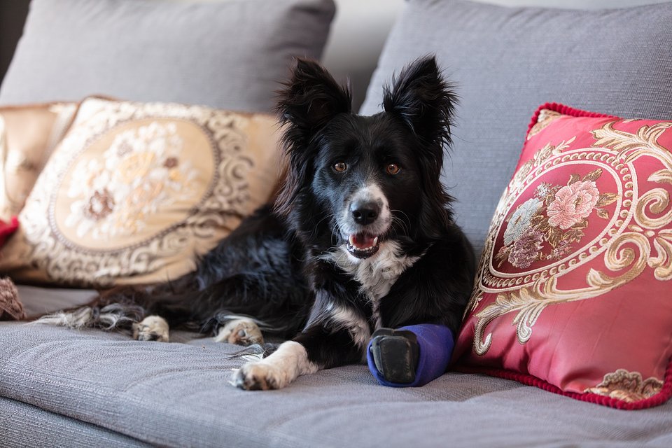 Psoty – jak ważna jest rozmowa i empatia