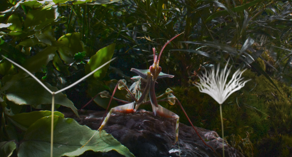 Dmuchawce – o uważności, ciszy i kinie blisko natury